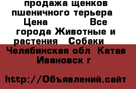 продажа щенков пшеничного терьера › Цена ­ 35 000 - Все города Животные и растения » Собаки   . Челябинская обл.,Катав-Ивановск г.